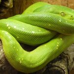 Meta adiciona novos recursos interessantes ao Python 3.12