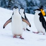 Habilidades em Linux: gerenciar serviços do sistema
